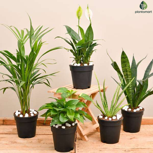 Top 5 Air Purifying Plants