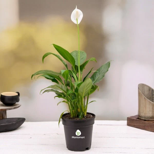 Peace Lily Indoor Plant Hyderabad