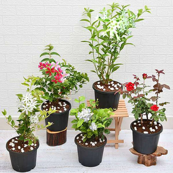 nurserylive-combo-packs-plants-5-best-fragrant-plants-16968509653132_559x559