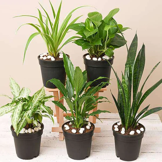 nurserylive-combo-packs-plants-5-best-indoor-plants-pack-16968508997772_559x559