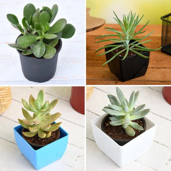 nurserylive-g-top-4-die-hard-succulents-pack-980804_559x559