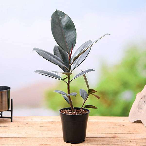 Black 1 279 Rubber Plant
