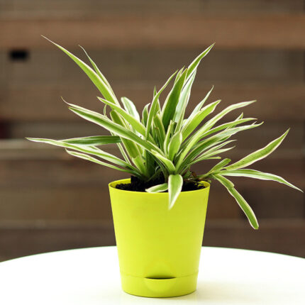 Spider Plant