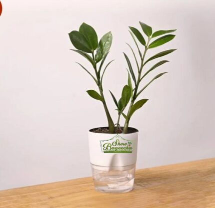ZZ Plant with Self watering pot