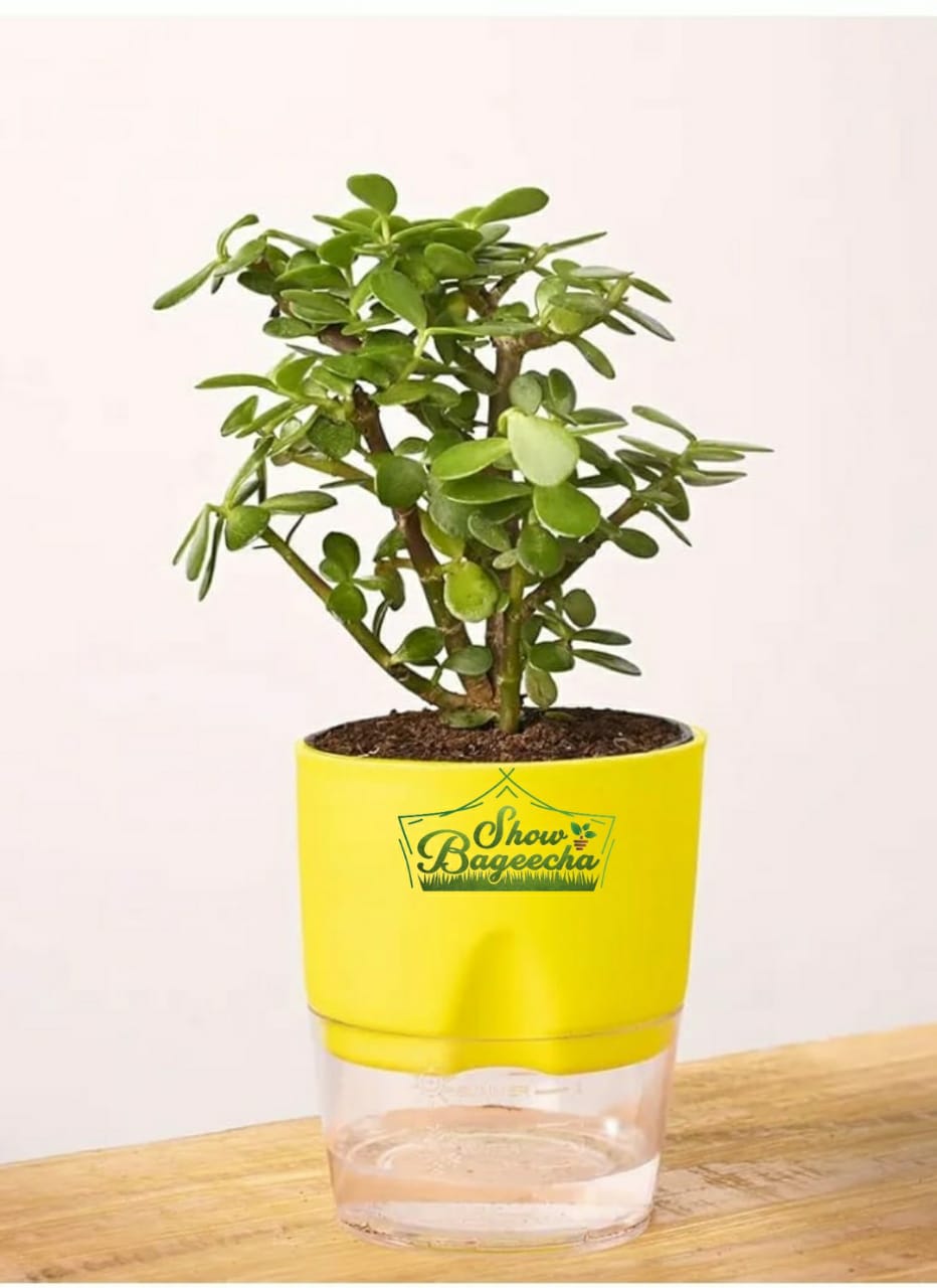 Green_ShowBageecha_Jade