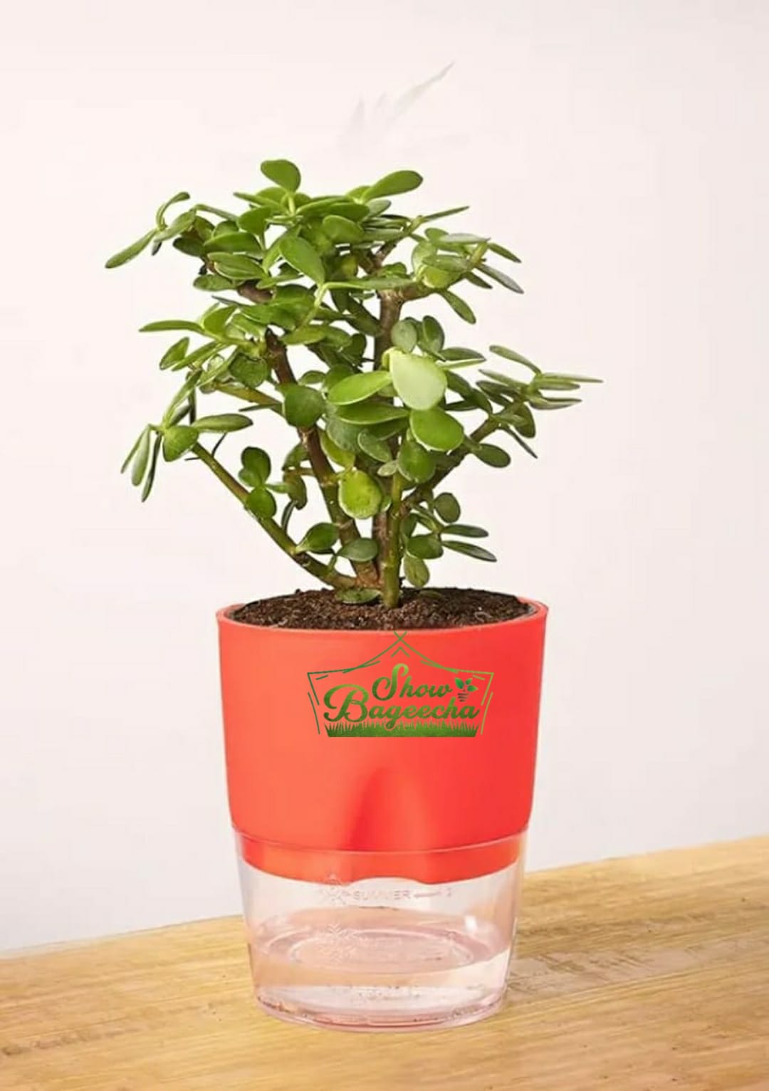 Red_ShowBageecha_Jade