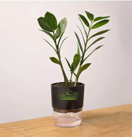 zz plant air purifier