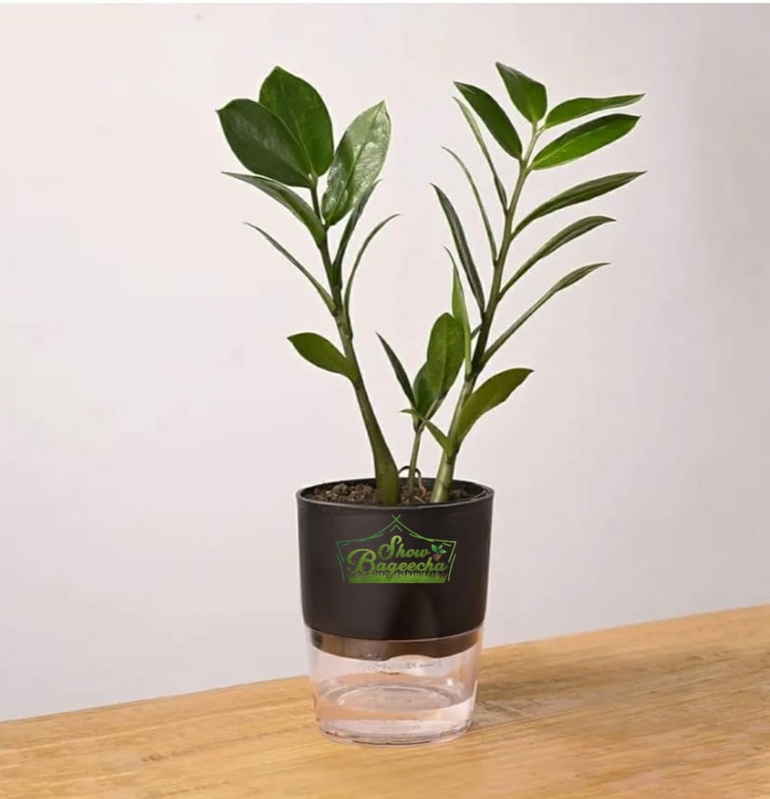 ZZ ShowBageecha zz plant air purifier