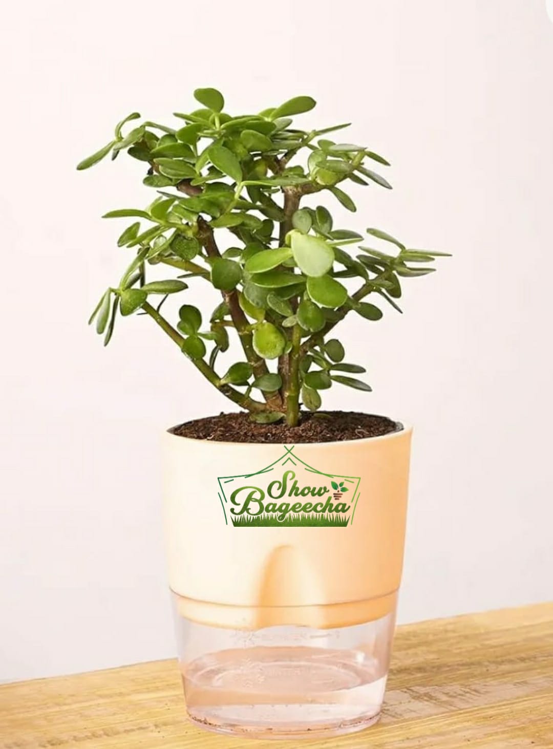 Beige_ShowBageecha_Jade