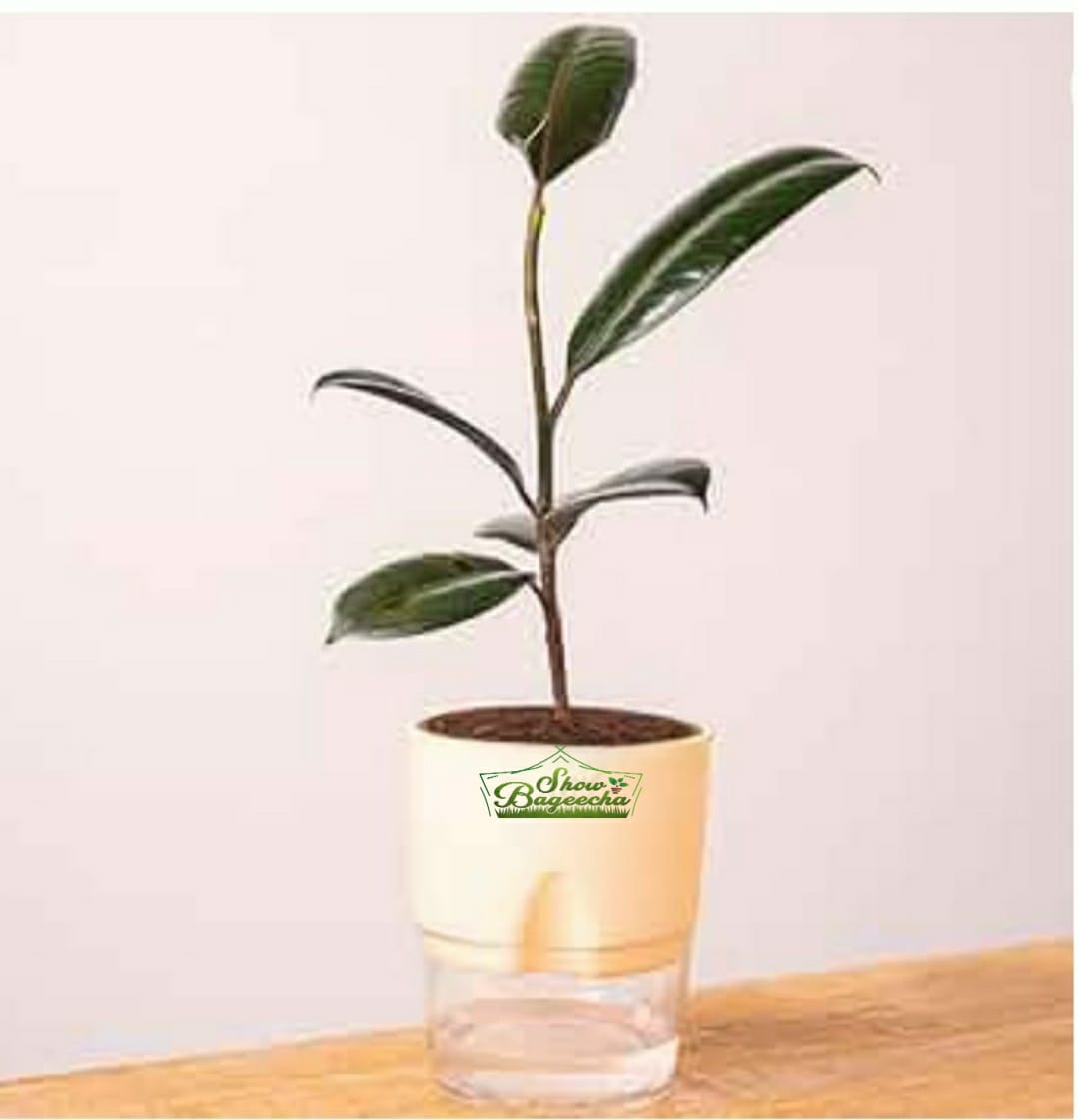 Celebrate New Year with Rubber Plant