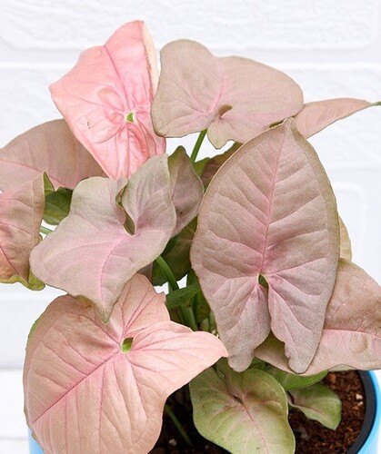 Syngonium-pink-plant Blue 2