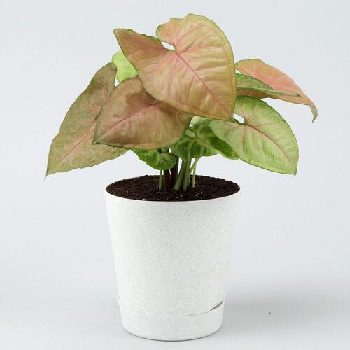 Syngonium-pink-plant White SW 1
