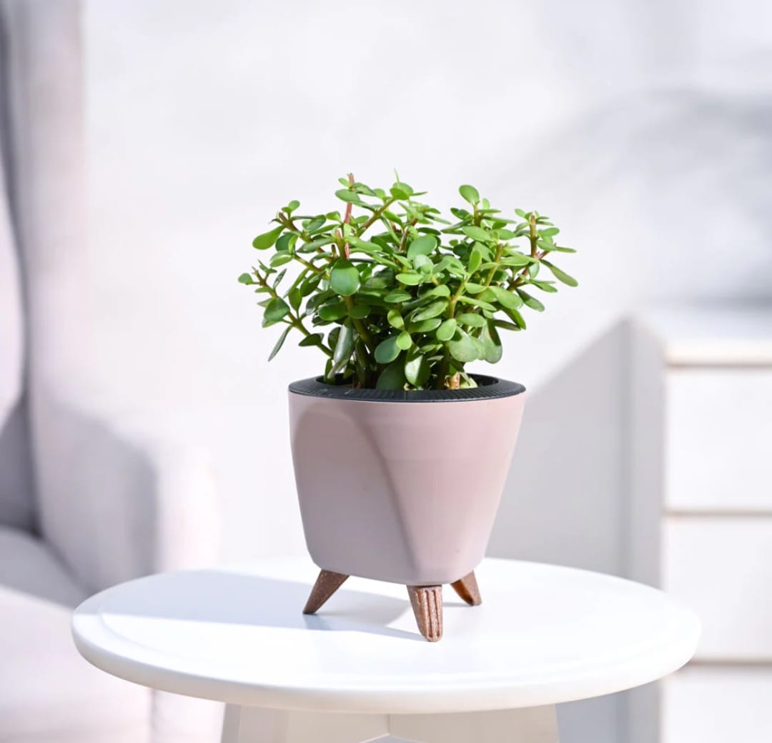 Green Jade Plant