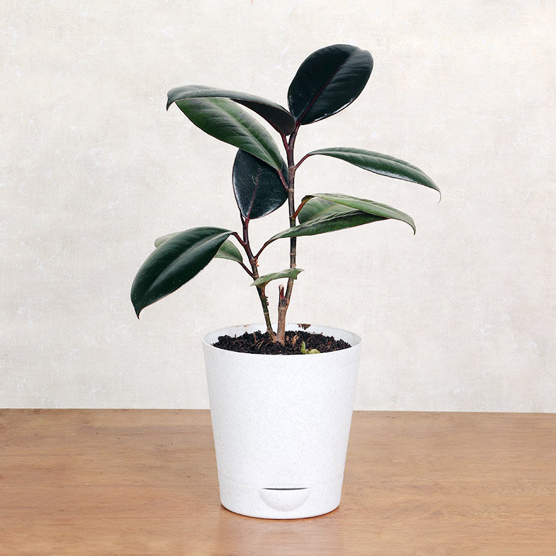 White 1 399 SW Rubber Plant