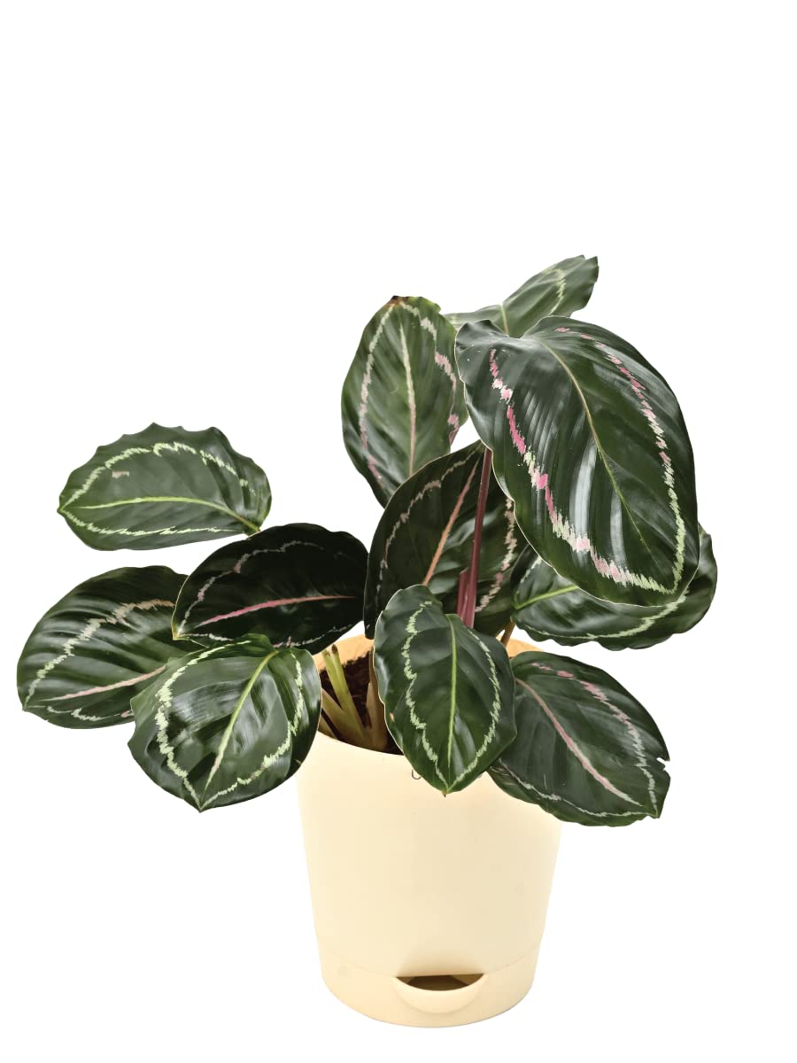 Calathea Roseopicta Natural Live Indoor Plant with Pot 1