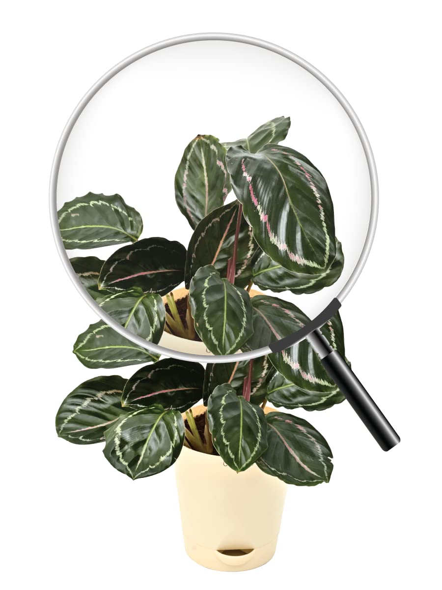 Calathea Roseopicta Natural Live Indoor Plant with Pot 2