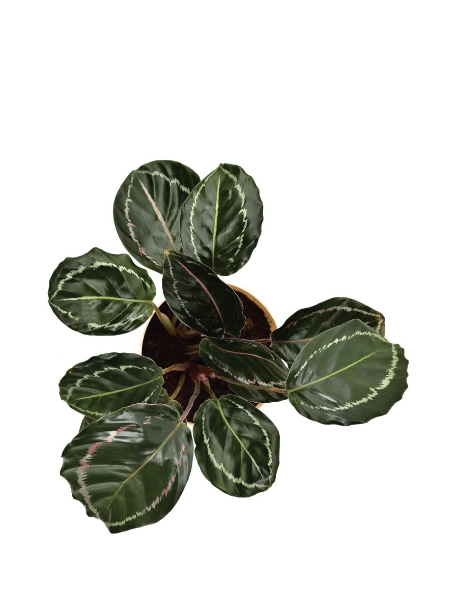 Calathea Roseopicta Natural Live Indoor Plant with Pot 3