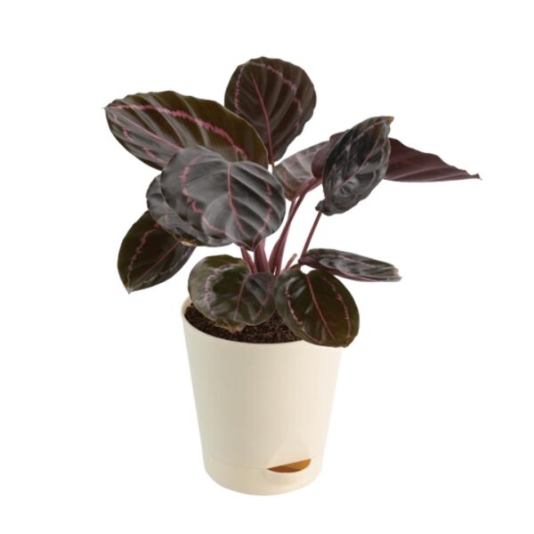 Calathea-roseopicta-dottie 1 - 419
