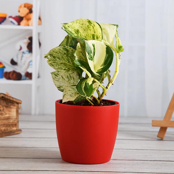Marble Queen Plant Red 1