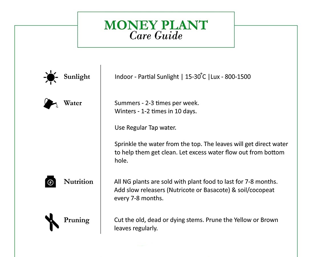 Money-plant-scindapsus-green-plant- White 3 Fiber Pot