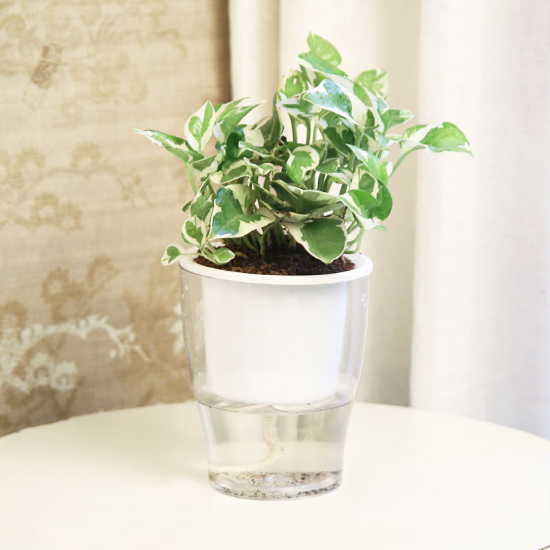 Serene-white 1 -pothos-self watering pot
