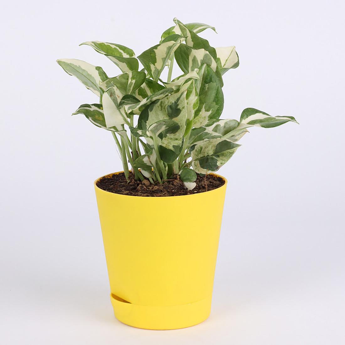 Yellow 1 379-self-watering-pot white-pothos-plant