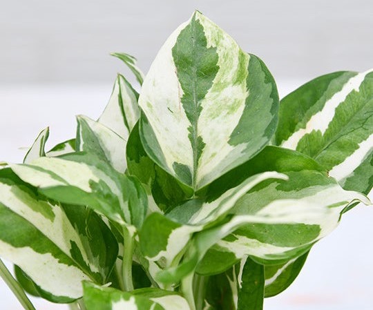 Yellow 2-self-watering-pot white-pothos-plant