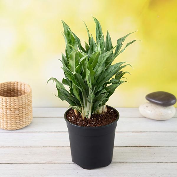 Aglaonema-green-compact-aglaonema-compact-maria-plant