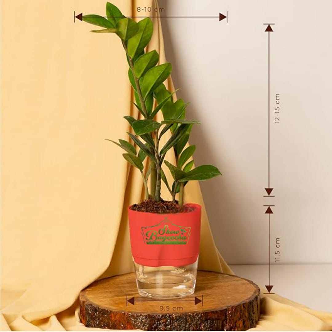 zz plant red sw