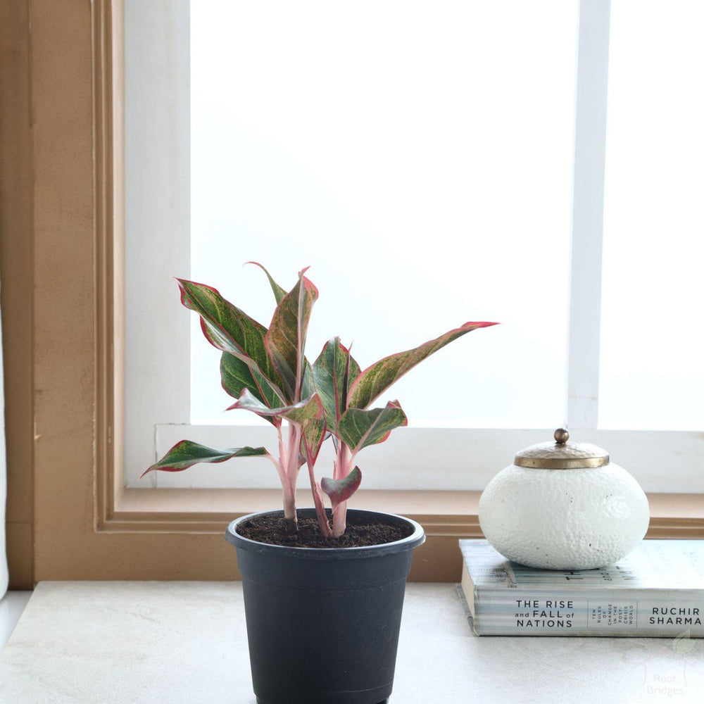 Black Plastic Pot 1 Aglaonema lipstick plant