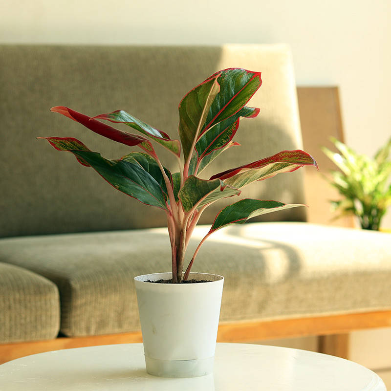 White 1 Self watering aglaonema-lipstick-plant