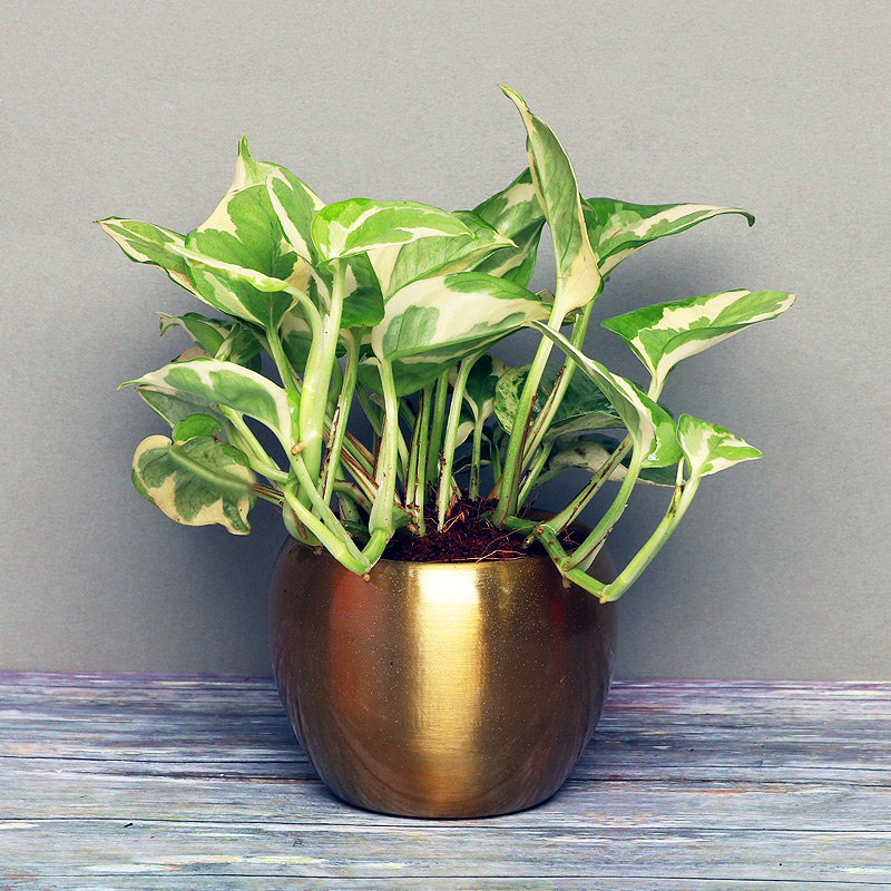 Golden 1 pot pleasing-white-pothos-plant