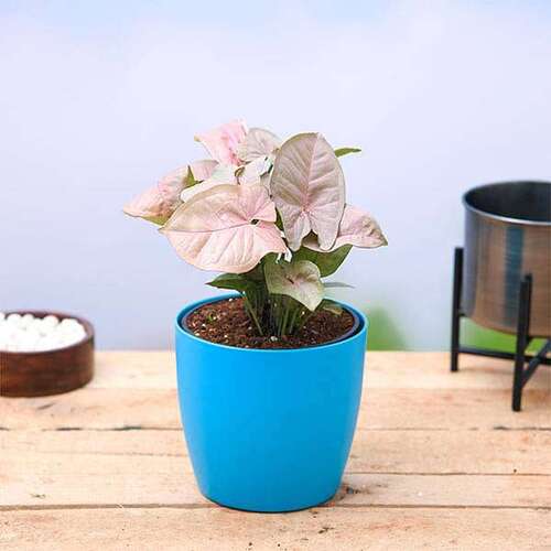 Syngonium-pink-plant Black 1