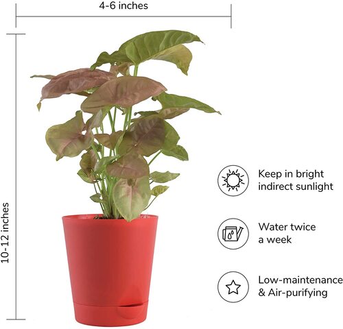 Syngonium-pink-plant Red SW 2