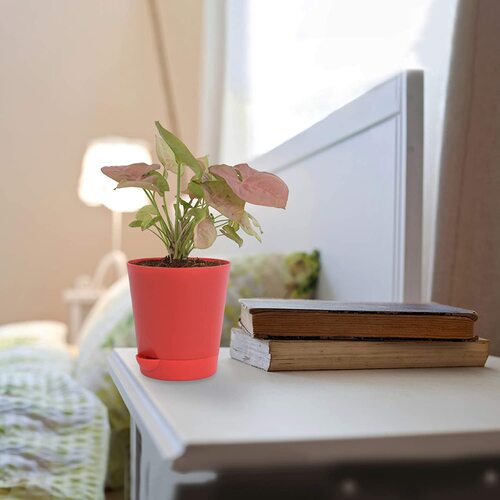 Syngonium-pink-plant Red SW 3