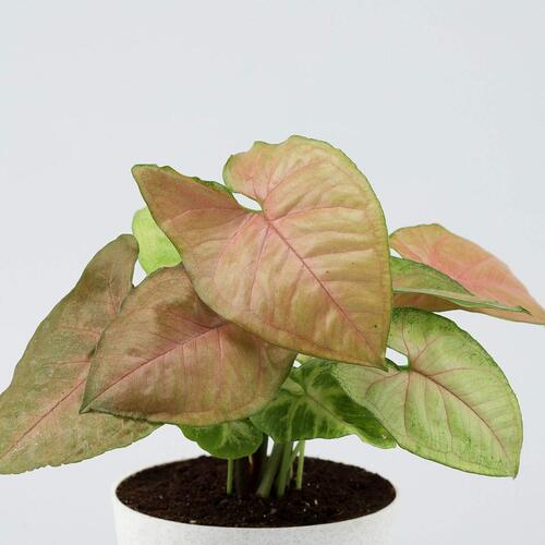 Syngonium-pink-plant White SW 2