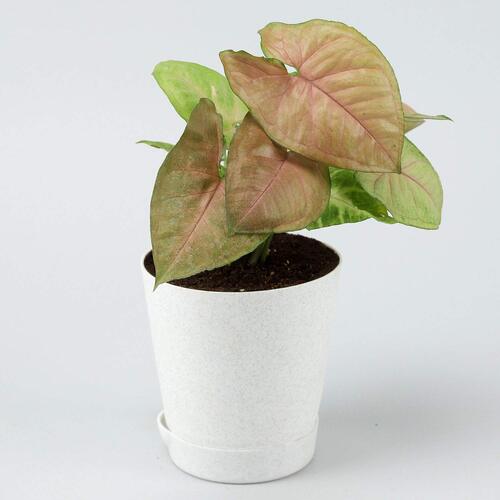 Syngonium-pink-plant White SW 3