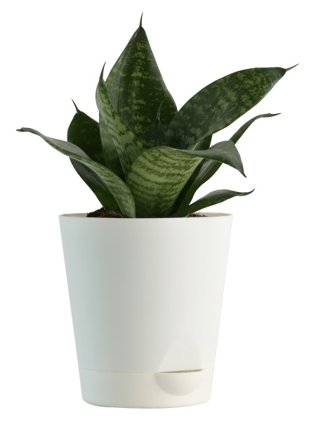 White Pot 1 Self watering sansevieria-green-mini