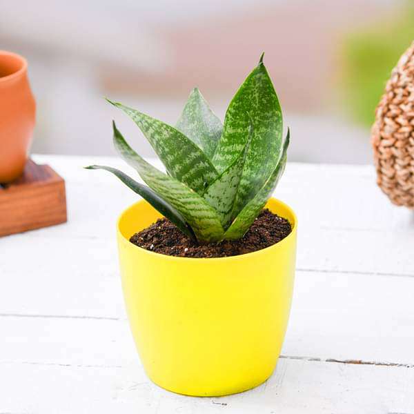 Yellow Pot 1 (399,229rs )sansevieria-green-mini