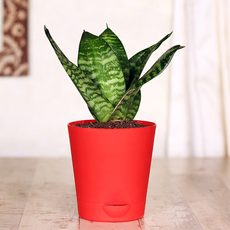 red 1 self watering - green snake-plant