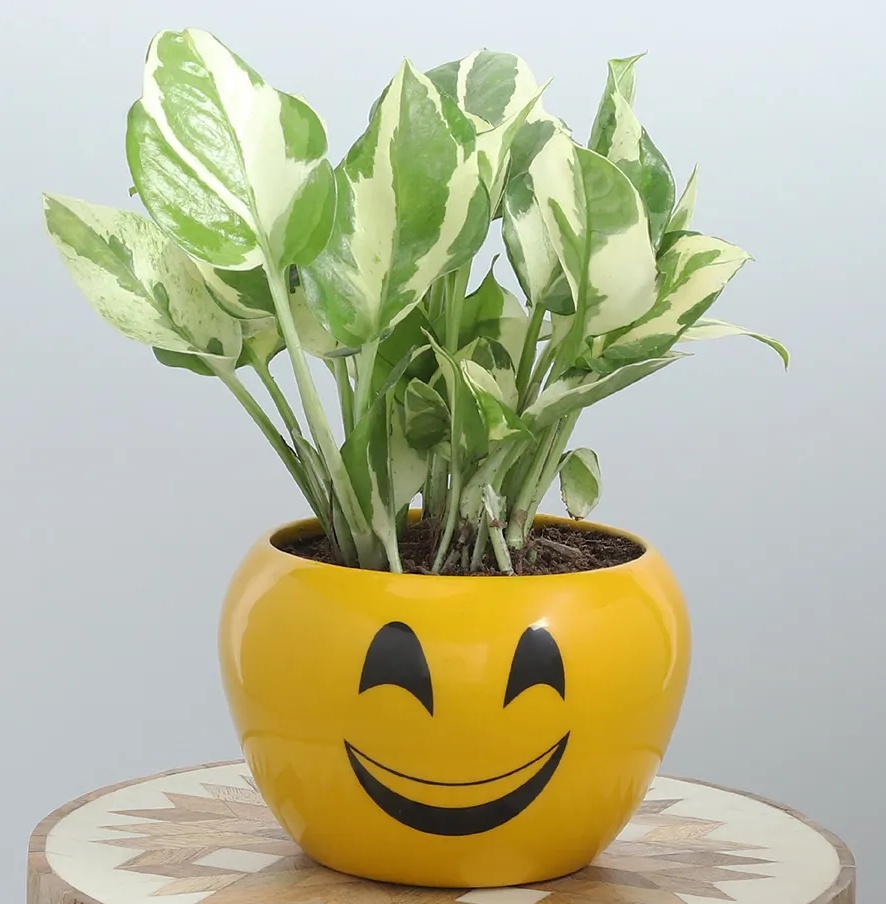 white - 1 pothos-plant-in-cute-smiley-pot