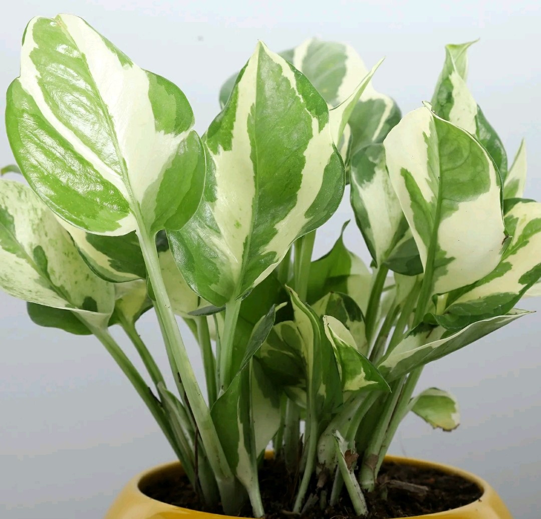 white - 2 pothos-plant-in-cute-smiley-pot