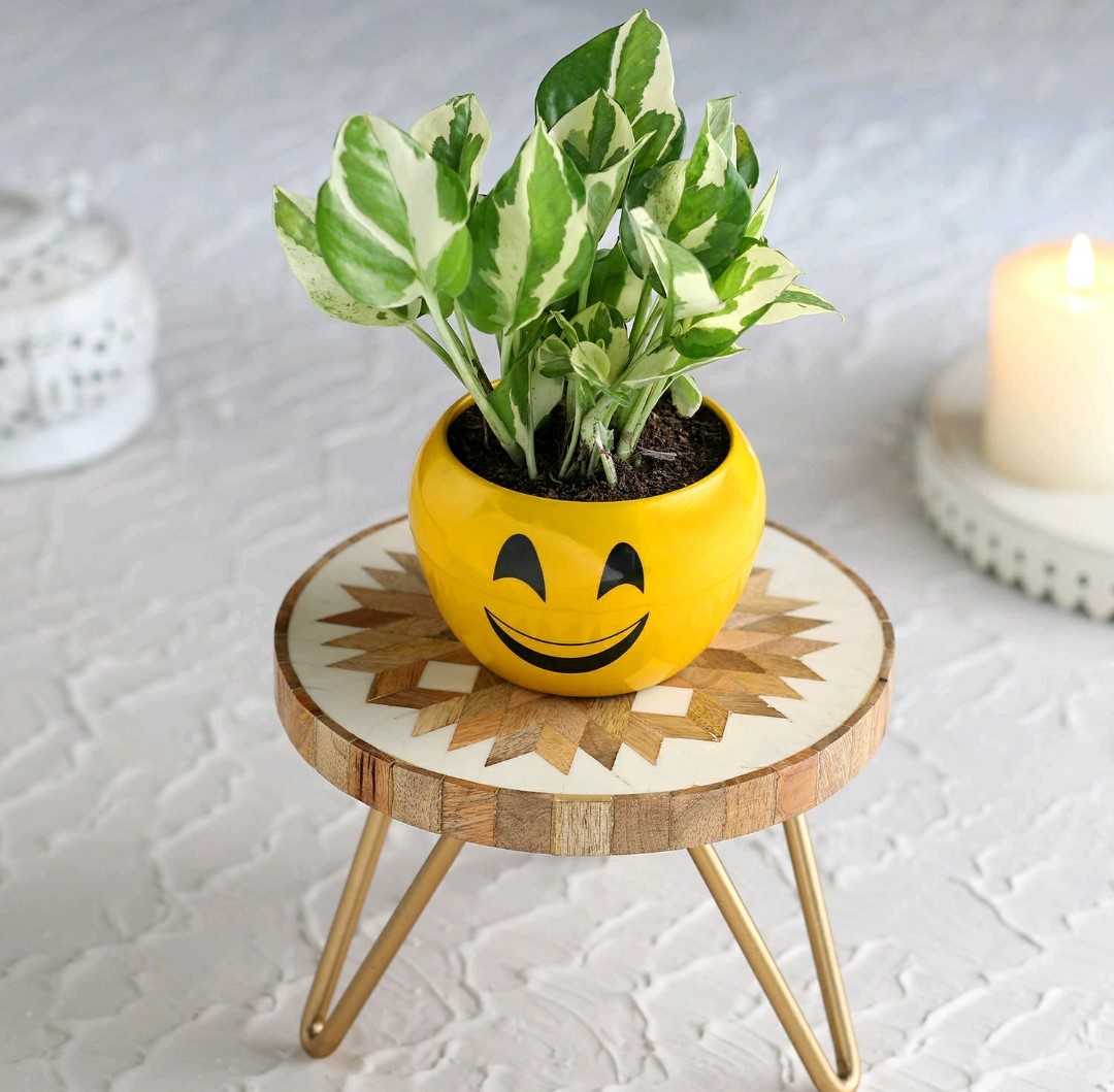 white - 3 pothos-plant-in-cute-smiley-pot