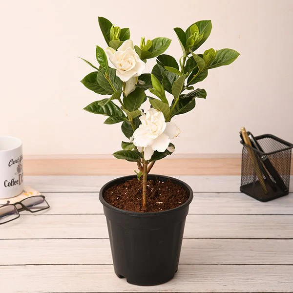 gardenia-ananta-plant-723969_600x600