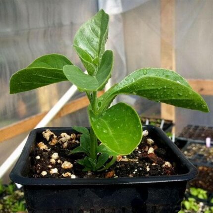 Ashwagandha plant for home