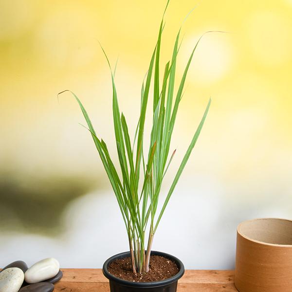 -g-lemon-grass-plant_600x600