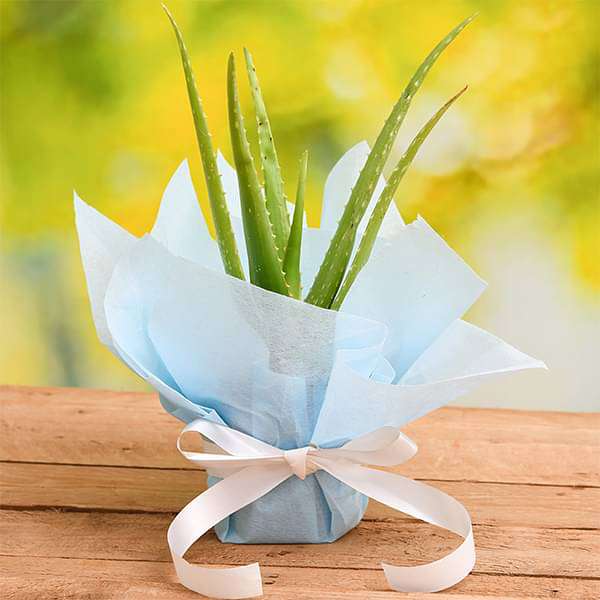 -gifts-air-purifier-aloe-vera-plant-with-gift-wrap-16968580366476_600x600