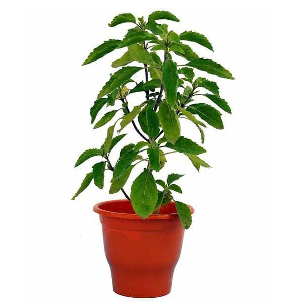 -kapoor-tulsi-plant-blue-basil-ocimum-kilimandscharicum-green-plant_600x600