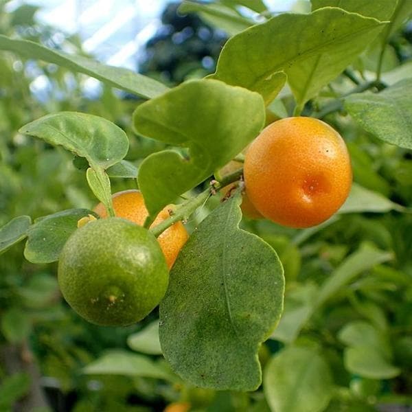 -mosambi-sweet-lime-grafted-plant_600x600