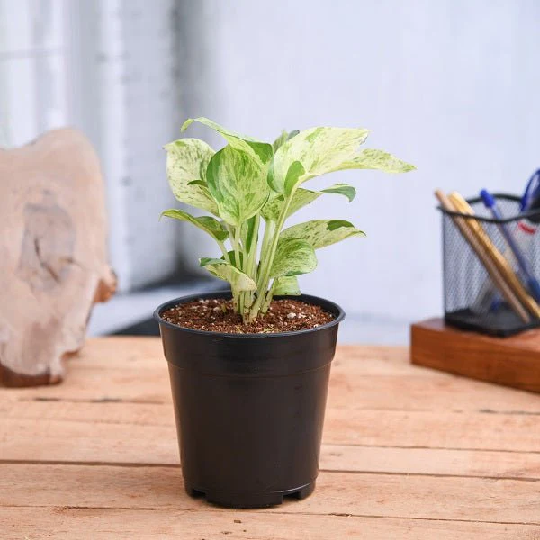plant-money-plant-marble-queen-in-5-inch-13-cm-grower-round-plastic-black-pot-216760_600x600